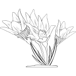 Anemone Patens Outline Vector