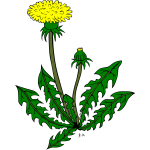 Dandelion flower vector drawing