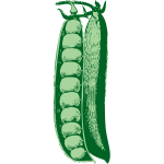 Peas vector illustration