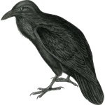 Vector image of dark colored raven in monotone
